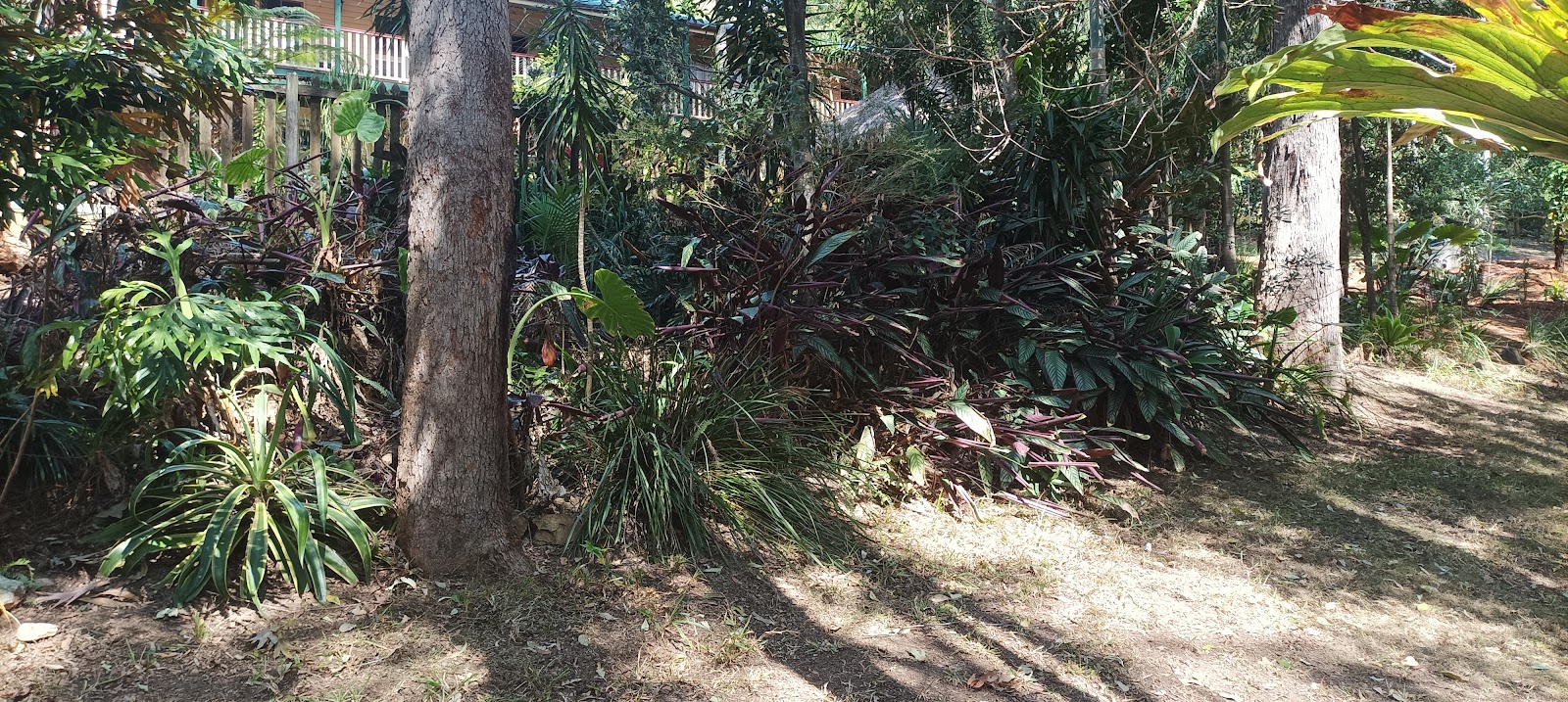 A tropical garden bed of cordylines and palms under gum trees