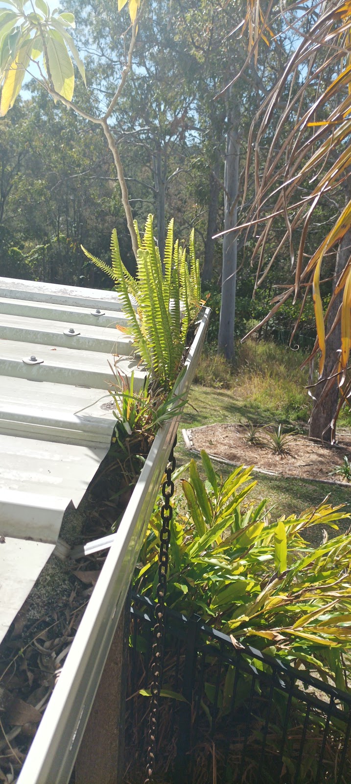 A roof gutter with ferns and grass growing out of it