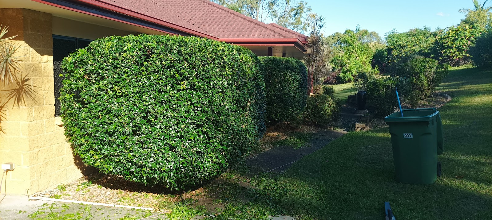 Large rounded hedges clipped neatly beside a brick house